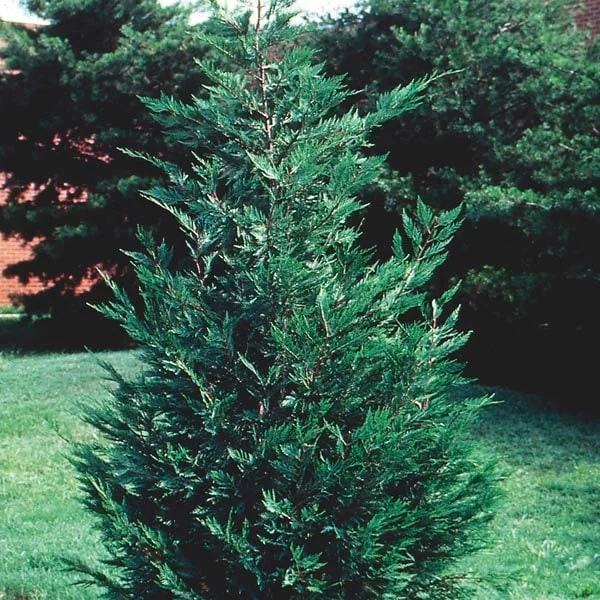 25 Leyland Cypress Live Plants - 6-12" Tall, 2.5" Pot, Fast Growing Outdoor Tree - Image 1