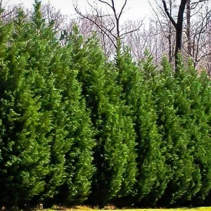 25 Leyland Cypress Trees Live Plants - 6-12