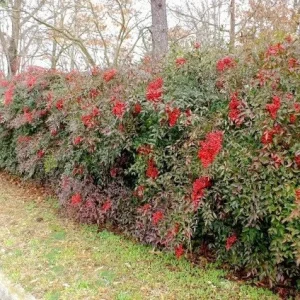 25 Nandina Live Plants - Heavenly Bamboo - 6-9 inch Tall - 2.5 inch Pot - Image 2