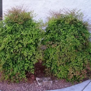 25 Nandina Live Plants - Heavenly Bamboo - 6-9 inch Tall - 2.5 inch Pot - Image 4