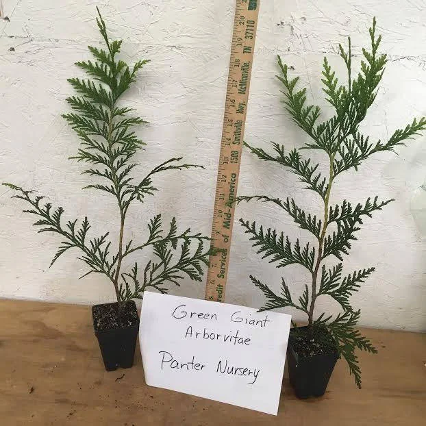 25 Thuja Green Giant Arborvitae Live Plants 2.5 inch Pot 6-12 inches Tall - Image 2