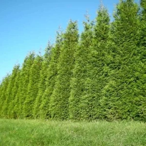 25 Thuja Green Giant Arborvitae Live Plants 2.5 inch Pot 6-12 inches Tall - Image 5