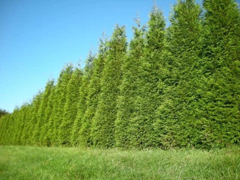 25 Thuja Green Giant Arborvitae Live Plants 2.5 inch Pot 6-12 inches Tall - Image 5