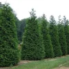 25 Thuja Green Giant Arborvitae Live Plants 2.5 inch Pot 6-12 inches Tall - Image 1