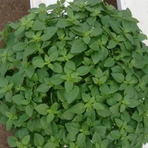 3 Live Greek Basil Plants – 5-8