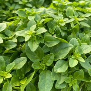 3 Live Greek Basil Plants – 5-8