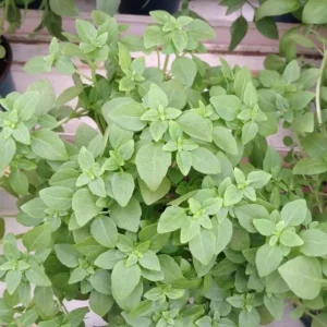 3 Live Greek Basil Plants – 5-8