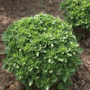 3 Live Greek Basil Plants – 5-8