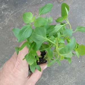3 Live Greek Basil Plants – 5-8