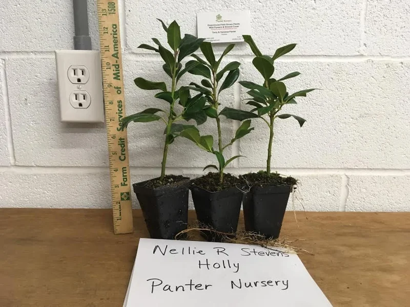 3-Pack Nellie R. Stevens Holly Live Plants - 2.5 ft Tall Evergreen Shrub for Full Sun to Partial Shade - Image 3