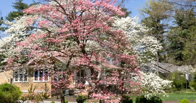 4 Best Flowering Dogwood Trees to Beautify Your Garden