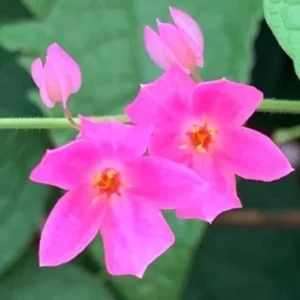 4 Mexican Creeper Live Plants – Pink Flowering Vine Starter, 4-6