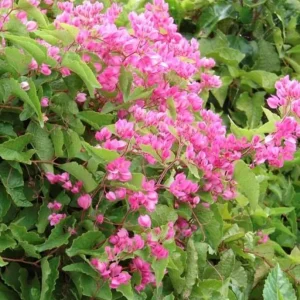 4 Mexican Creeper Live Plants – Pink Flowering Vine Starter, 4-6