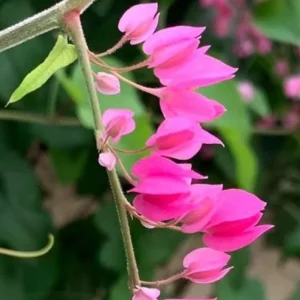 4 Mexican Creeper Live Plants – Pink Flowering Vine Starter, 4-6