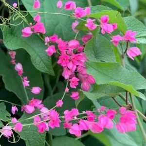 4 Mexican Creeper Live Plants – Pink Flowering Vine Starter, 4-6