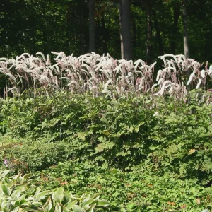 5 Black Cohosh Bulbs - Actaea racemosa Perennial Plant Roots - Deer Resistant - Image 2