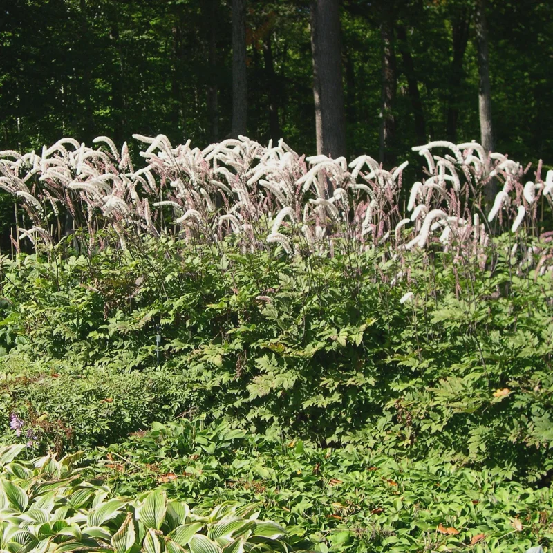 5 Black Cohosh Bulbs - Actaea racemosa Perennial Plant Roots - Deer Resistant - Image 2