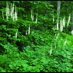 5 Black Cohosh Bulbs - Actaea racemosa Perennial Plant Roots - Deer Resistant - Image 3