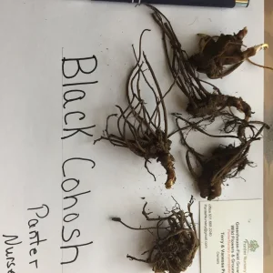 5 Black Cohosh Bulbs - Actaea racemosa Perennial Plant Roots - Deer Resistant - Image 4
