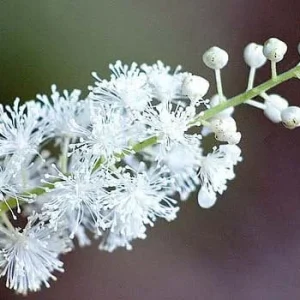 5 Black Cohosh Bulbs - Actaea racemosa Perennial Plant Roots - Deer Resistant - Image 1