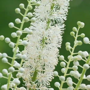 5 Black Cohosh Bulbs - Actaea racemosa Perennial Plant Roots - Deer Resistant - Image 5