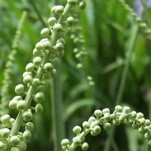 5 Black Cohosh Bulbs - Actaea racemosa Perennial Plant Roots - Deer Resistant - Image 6