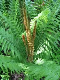 5 Cinnamon Fern Bare Root Plants - Hardy Fern Rhizomes for Wetlands, Zones 4-8 - Image 2