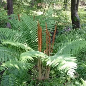 5 Cinnamon Fern Bare Root Plants - Hardy Fern Rhizomes for Wetlands, Zones 4-8 - Image 3
