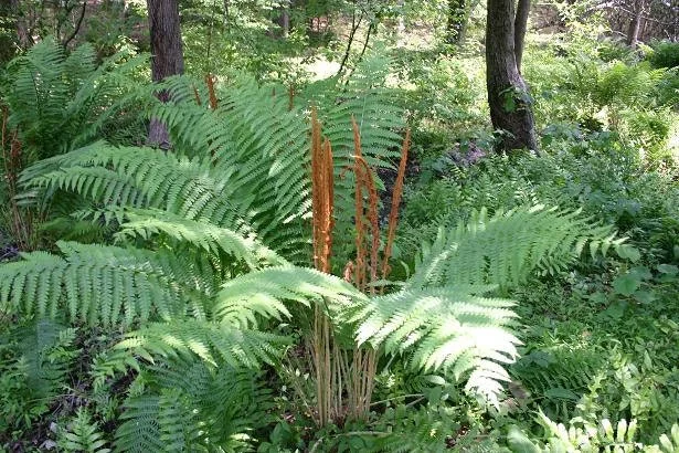 5 Cinnamon Fern Bare Root Plants - Hardy Fern Rhizomes for Wetlands, Zones 4-8 - Image 3