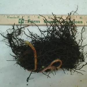 5 Cinnamon Fern Bare Root Plants - Hardy Fern Rhizomes for Wetlands, Zones 4-8 - Image 4