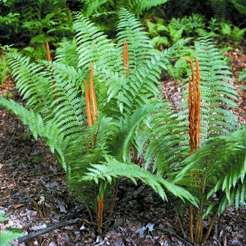 5 Cinnamon Fern Bare Root Plants - Hardy Fern Rhizomes for Wetlands, Zones 4-8 - Image 1