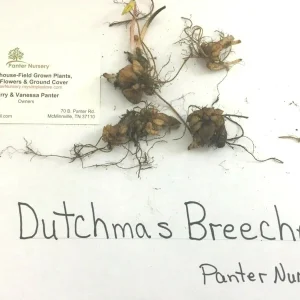 5 Dutchman's Breeches Bulbs - Dicentra cucullaria, Perennial Flower - Image 2