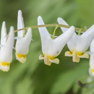 5 Dutchman's Breeches Bulbs - Dicentra cucullaria, Perennial Flower - Image 3