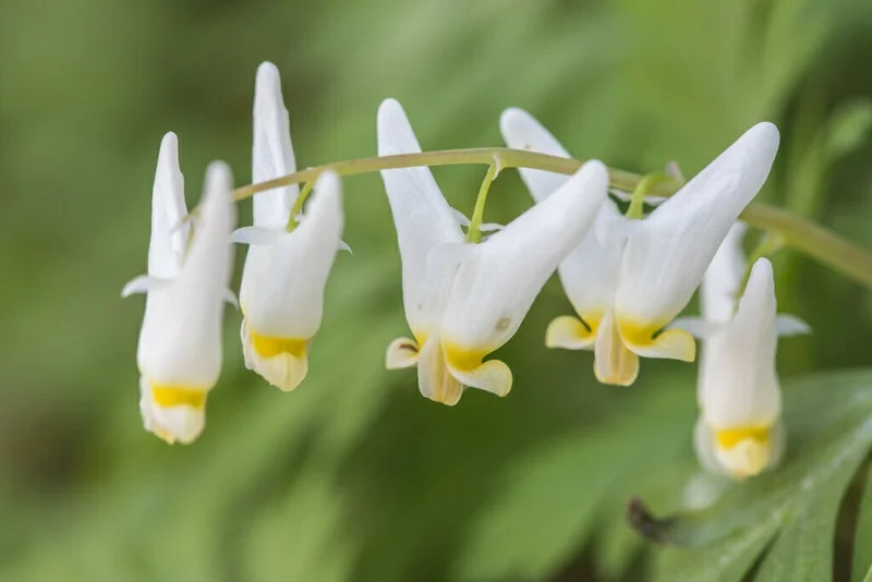 5 Dutchman's Breeches Bulbs - Dicentra cucullaria, Perennial Flower - Image 3