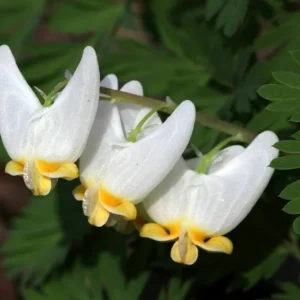 5 Dutchman's Breeches Bulbs - Dicentra cucullaria, Perennial Flower - Image 4