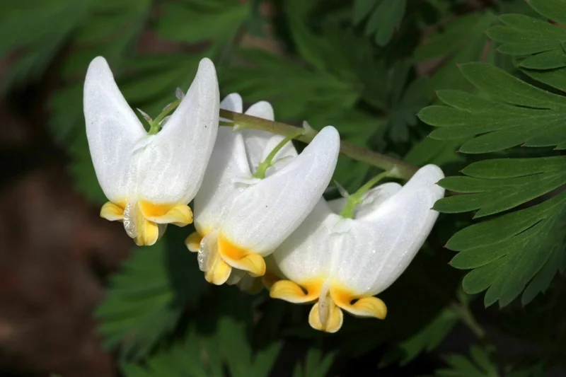 5 Dutchman's Breeches Bulbs - Dicentra cucullaria, Perennial Flower - Image 4