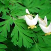 5 Dutchman's Breeches Bulbs - Dicentra cucullaria, Perennial Flower - Image 1