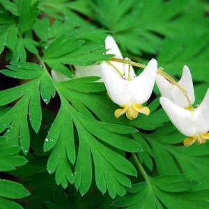 5 Dutchman's Breeches Bulbs - Dicentra cucullaria, Perennial Flower - Image 1