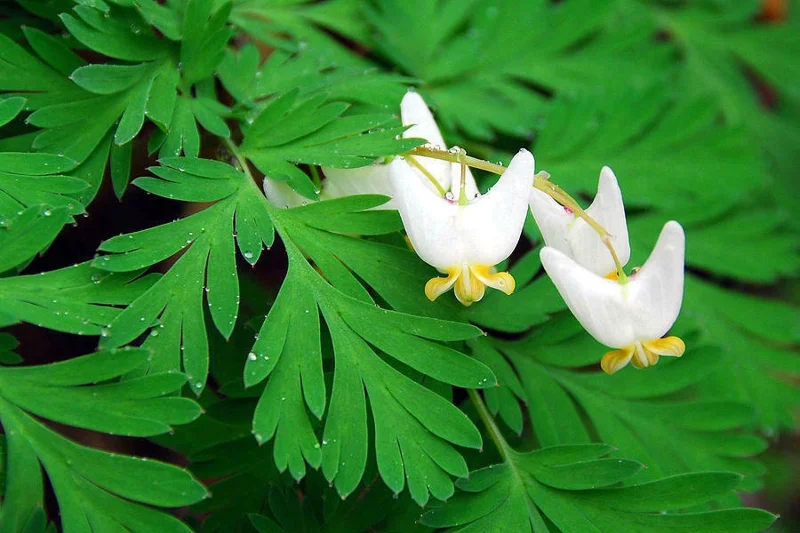 5 Dutchman's Breeches Bulbs - Dicentra cucullaria, Perennial Flower - Image 1