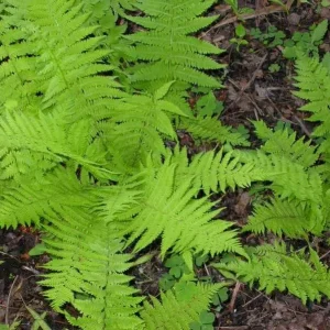 5 Hay Scented Fern Clumps – Dennstaedtia punctilobula Live Plants – Hardy Zones 3-8 - Image 2