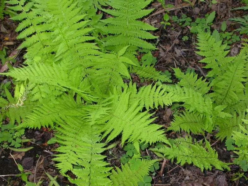 5 Hay Scented Fern Clumps – Dennstaedtia punctilobula Live Plants – Hardy Zones 3-8 - Image 2