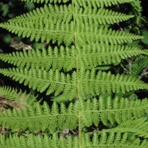5 Hay Scented Fern Clumps – Dennstaedtia punctilobula Live Plants – Hardy Zones 3-8 - Image 3