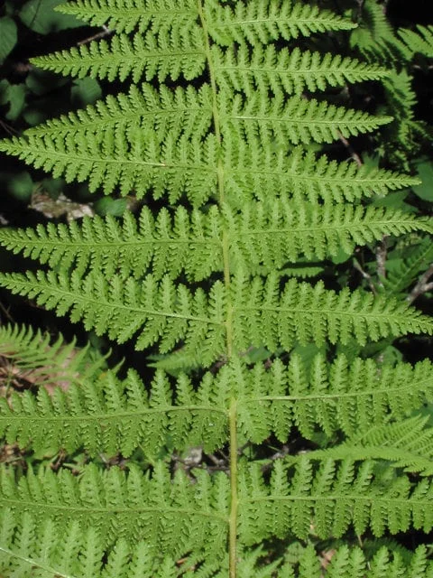 5 Hay Scented Fern Clumps – Dennstaedtia punctilobula Live Plants – Hardy Zones 3-8 - Image 3