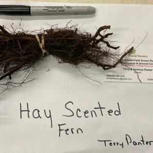 5 Hay Scented Fern Clumps – Dennstaedtia punctilobula Live Plants – Hardy Zones 3-8 - Image 4