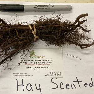 5 Hay Scented Fern Clumps – Dennstaedtia punctilobula Live Plants – Hardy Zones 3-8 - Image 5