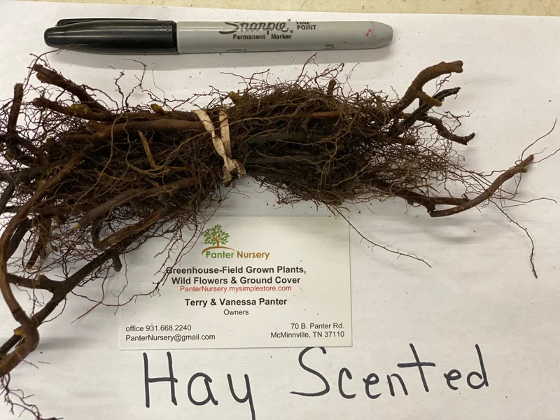 5 Hay Scented Fern Clumps – Dennstaedtia punctilobula Live Plants – Hardy Zones 3-8 - Image 5