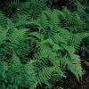 5 Hay Scented Fern Clumps – Dennstaedtia Punctilobula – Live Plant – 1.5-2 ft Tall – Outdoor Shade Garden - Image 1
