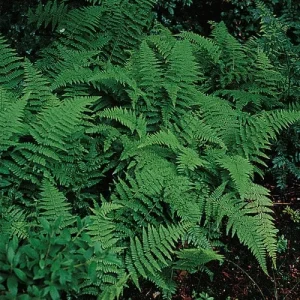 5 Hay Scented Fern Clumps – Dennstaedtia Punctilobula – Live Plant – 1.5-2 ft Tall – Outdoor Shade Garden - Image 1
