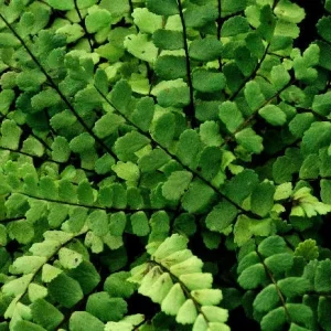 5 Maidenhair Spleenwort Fern Rhizomes – Live Plant – Hardy Outdoor - Image 2