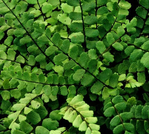 5 Maidenhair Spleenwort Fern Rhizomes – Live Plant – Hardy Outdoor - Image 2